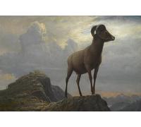 WYKUJMYTO Célèbre Art Mural Classique Murale Tableaux Toile Étude d'un bélier à cornes par Albert Bierstadt Vintage Impressions sur Toile Pour la Décoration Murale 60x90cm