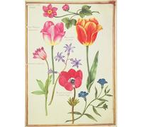 WYKUJMYTO Portrait Tableaux Imprimer Affiche Affiches Impression Études florales par Nicolas Robert Vintage Impressions sur Toile Décorations Pour la Maison 60x90cm