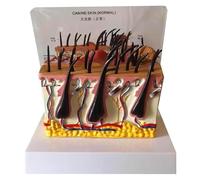 WYRMB Modèle d'anatomie de la Peau Malade du Chien - Modèle d'anatomie de la Peau et des Poils du Chien - Modèle de capillaires élargis, de Poils, de nerfs et de vaisseaux sanguins