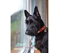 WYWQN Plein rond perceuse diamant peinture Scottish Terrier chien point de croix décoration de la maison diamant broderie dessin animé mosaïque Art 40x40CM