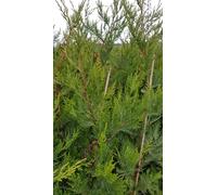 X Cupressocyparis leylandii/Cyprès de Leyland/Conteneur de 3 à 4 litres/Conifère