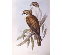 XcBAIHOUD Célèbre Art Mural Oeuvre Dimpression Animal Bird Brown Falcon Gravure par John Gould Imprimer Affiche Pour la Décoration de Bureau 60x90cm