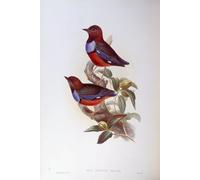 XcBAIHOUD Célèbre Art Mural Oeuvre Dimpression Animal Oiseau Pitta à ventre rouge Gravure par John Gould Imprimer Affiche Pour la Décoration de Bureau 60x90cm