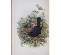 XcBAIHOUD Célèbre Art Mural Oeuvre Dimpression Assiette Merula Animal Bird des oiseaux de Grande-Bretagne par John Gould Imprimer Affiche Pour la Décoration de Bureau 60x90cm