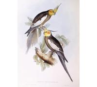 XcBAIHOUD Célèbre Art Mural Oeuvre Dimpression Gravure de calopsitte d'oiseau animal par John Gould Imprimer Affiche Pour la Décoration de Bureau 60x90cm