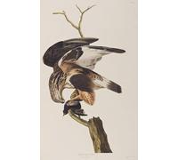 XcBAIHOUD Célèbre Art Mural Oeuvre Dimpression Illustration d'oiseaux d'Amérique par John Audubon Imprimer Affiche Pour la Décoration de Bureau 60x90cm