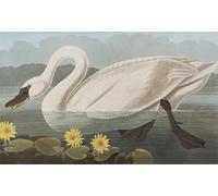 XcBAIHOUD Célèbre Art Mural Oeuvre Dimpression Illustration d'oiseaux d'Amérique par John Audubon Imprimer Affiche Pour la Décoration de Bureau 60x90cm