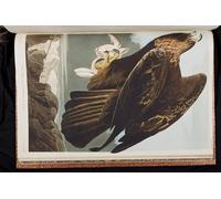 XcBAIHOUD Célèbre Art Mural Oeuvre Dimpression Illustration d'oiseaux d'Amérique par John Audubon Imprimer Affiche Pour la Décoration de Bureau 60x90cm