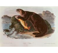 XcBAIHOUD Célèbre Art Mural Oeuvre Dimpression Mer des quadrupèdes d'Amérique du Nord par John Jame Audubon Imprimer Affiche Pour la Décoration de Bureau 60x90cm