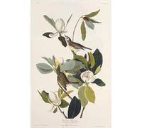XcBAIHOUD Célèbre Art Mural Oeuvre Dimpression Moucherolle gazouillant des oiseaux d'Amérique par John Audubon Imprimer Affiche Pour la Décoration de Bureau 60x90cm