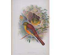 XcBAIHOUD Célèbre Image Sur Toile Wall Art Peintures Animal Bird Harpactes Oreskios Plate From the Birds of Great Britain par John Gould Affiche Artistique Pour la Décoration de Bureau 60x90cm