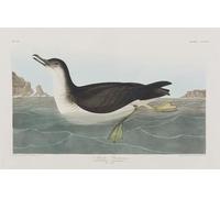 XcBAIHOUD Célèbre Image Sur Toile Wall Art Peintures Illustration D'oiseaux d'Amérique par John Audubon Affiche Artistique Pour la Décoration de Bureau 60x90cm