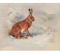 XcBAIHOUD Célèbre Image Sur Toile Wall Art Peintures Lièvre commun par Archibald Thorburn Affiche Artistique Pour la Décoration de Bureau 60x90cm