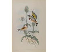 XcBAIHOUD De Célèbres Tableaux Imprimer Affiche Graffiti Paintings Animal Oiseau Carduelis Elegans Chardonneret par John Gould Toile Avec Image Pour Décoration Murale 60x90cm