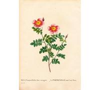 XcBAIHOUD De Célèbres Tableaux Imprimer Affiche Graffiti Paintings Cent-couronnes Rose Burnet Rosa Pimpinellifolia Variété La Pimprenelle Cent-ecus par Pierre Redouté Pour Décoration Murale 60x90cm