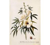 XcBAIHOUD De Célèbres Tableaux Imprimer Affiche Graffiti Paintings Ketmia de George Dionysius Ehret Toile Avec Image Pour Décoration Murale 60x90cm