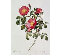XcBAIHOUD De Célèbres Tableaux Imprimer Affiche Graffiti Paintings les Roses de Thory Rosa Pumilia de Pierre Joseph Redouté Toile Avec Image Pour Décoration Murale 60x90cm