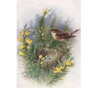 XcBAIHOUD De Célèbres Tableaux Imprimer Affiche Graffiti Paintings Whinchat Pratincola Rubetra par George Rankin Toile Avec Image Pour Décoration Murale 60x90cm