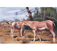 XcBAIHOUD De Célèbres Tableaux Landscape Picture Printing Prints Toile Âne sauvage asiatique de la faune du monde par Wilhelm Kuhnert Déco d'art Murale Pour Décoration Murale 60x90cm