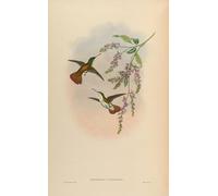XcBAIHOUD De Célèbres Tableaux Landscape Picture Printing Prints Toile Animal Oiseau Uranomitra Viridifrons Amazilia Viridifrons Viridifrons par John Gould Pour Décoration Murale 60x90cm