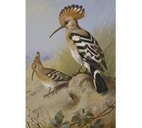 XcBAIHOUD De Célèbres Tableaux Landscape Picture Printing Prints Toile Huppes par Archibald Thorburn Imprimer Affiche Pour Décoration Murale 60x90cm