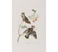 XcBAIHOUD De Célèbres Tableaux Landscape Picture Printing Prints Toile Illustration d'oiseaux d'Amérique par John Audubon Déco d'art Murale Pour Décoration Murale 60x90cm