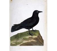XcBAIHOUD De Célèbres Tableaux Landscape Picture Printing Prints Toile l'illustration dans l'histoire des oiseaux de François Nicolas Maritinet Déco d'art Murale Pour Décoration Murale 60x90cm