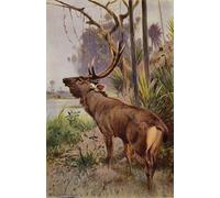 XcBAIHOUD De Célèbres Tableaux Landscape Picture Printing Prints Toile Sambar d'après Wilhelm Kuhnert Déco d'art Murale Pour Décoration Murale 60x90cm