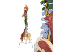 XCSCUK Modèle de Colonne vertébrale Humaine, Colonne vertébrale Musculaire d'anatomie Grandeur Nature de 85 cm avec Support, pour l'école de médecine et la physiologie