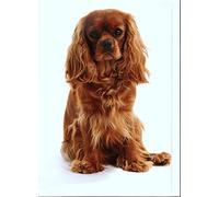 XCSQTYMY Kit de peinture diamant 5D à faire soi-même - Motif cavalier King Charles Spaniel - Décoration murale