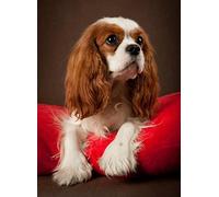 XCSQTYMY Kit de peinture diamant en forme d'épagneul Cavalier King Charles 5D à faire soi-même - Parfait pour la relaxation et la décoration murale de la maison
