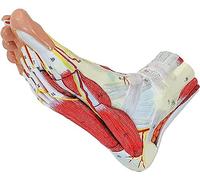 XDAWQP Modèle Anatomique du Pied, Squelette avec Muscles, nerfs et artères, 9 pièces Amovibles et numérotées, modèle osseux du Pied pour étude au Cabinet.