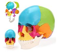 XDAWQP Modèle de crâne Humain Grandeur Nature, modèle de crâne Anatomique éclaté Multicolore de 22 pièces, réplique de crâne Humain 1:1 pour l'enseignement médical et l'étude