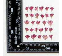 XDMING 120 Fleurs de centaurée Bleuet séchées et pressées pour Nail Art, Maquillage, Bijoux, Marque-Pages, Coques de téléphone, Cartes d'invitation, etc.