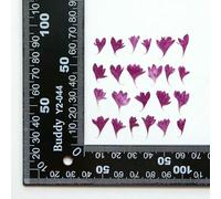 XDMING 120 Fleurs de centaurée Bleuet séchées et pressées pour Nail Art, Maquillage, Bijoux, Marque-Pages, Coques de téléphone, Cartes d'invitation, etc.