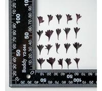 XDMING 120 Fleurs de centaurée Bleuet séchées et pressées pour Nail Art, Maquillage, Bijoux, Marque-Pages, Coques de téléphone, Cartes d'invitation, etc.