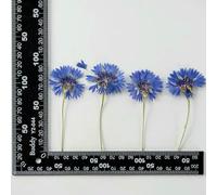 XDMING Lot de 12 Branches de Bleuet séchées, Marque-Pages en véritables Fleurs pressées pour Loisirs créatifs, décoration de Cadres Photo, Maquillage Artistique, Embellissement Floral