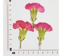 XDMING Lot de 6 Branches d'œillets séchées (4-7 cm), Fleurs pressées, Colle pour Coque de téléphone, Marque-Page de Mariage, Cadres Photo avec de Vraies Fleurs.