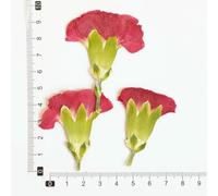 XDMING Lot de 6 Branches d'œillets séchées (4-7 cm), Fleurs pressées, Colle pour Coque de téléphone, Marque-Page de Mariage, Cadres Photo avec de Vraies Fleurs.