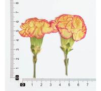 XDMING Lot de 6 Branches d'œillets séchées (4-7 cm), Fleurs pressées, Colle pour Coque de téléphone, Marque-Page de Mariage, Cadres Photo avec de Vraies Fleurs.