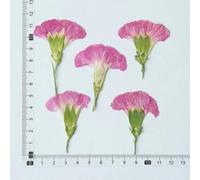 XDMING Lot de 6 Branches d'œillets séchées (4-7 cm), Fleurs pressées, Colle pour Coque de téléphone, Marque-Page de Mariage, Cadres Photo avec de Vraies Fleurs.