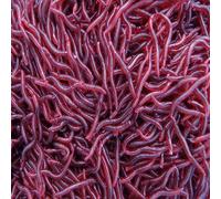 Xeme 50pcs 4cm Simulation Ver De Terre Vers De Pêche Artificielle Leurre S'attaquer À L'appât Doux Réaliste Fishy