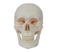 Xgdsnly Modèle Humain En PVC à Construire pour L'enseignement de La Biologie 20×14,5×17,5 Cm