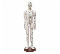 Xgdsnly Modèle Masculin d’acupression Didactique Modèle d’acupression avec Socle Stable pour Étudiants , Blanc , 52 Cm
