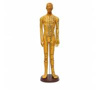 Xgdsnly Modèle Masculin d’acupression Didactique Modèle d’acupression avec Socle Stable pour Étudiants , Cuivré , 62 Cm