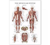 XGINERFEX Anatomy Chart of Muscular System Detailed Human Muscle Poster Educational Reference Guide for School Classroom Therapist Gym Fitness Training(Framed,16x24inch(40x60cm))