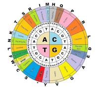 XGINERFEX Biology Student's Reference Poster - Amino Wheel & Genetic Code Table, Quick-Study Science Wall Decor for Dorm Room, Desk(Unframed,08x12inch(20x30cm))