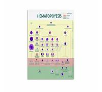 XGINERFEX Blood Cell Development Poster Hematology Educational Chart Canvas Print for Student Gift Study Room(Unframed,16x24inch(40x60cm))