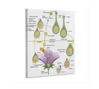 XGINERFEX Botany Poster Life Cycle of a Flowering Plant with Pollination Educational Chart Canvas Print Wall-Art for Classroom Decor Garden Room Home Office(Framed,12X18inch(30X45cm))