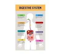 XGINERFEX Color-Coded Digestive System Anatomy Poster - Laminated Study Reference for Physiology Classes, College Dorm & Clinic Wall (Unframed,16x24inch(40x60cm))
